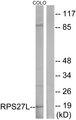 RPS27L Antibody - Western blot analysis of extracts from COLO cells, using RS27L antibody.