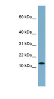 RPS27L Antibody - RPS27L antibody Western blot of MCF7 cell lysate. This image was taken for the unconjugated form of this product. Other forms have not been tested.