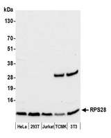 RPS28 / Ribosomal Protein S28 Antibody - Detection of human and mouse RPS28 by western blot. Samples: Whole cell lysate (50 µg) from HeLa, HEK293T, Jurkat, mouse TCMK-1, and mouse NIH 3T3 cells prepared using NETN lysis buffer. Antibody: Affinity purified rabbit anti-RPS28 antibody used for WB at 0.04 µg/ml. Detection: Chemiluminescence with an exposure time of 10 seconds.