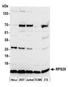 RPS28 / Ribosomal Protein S28 Antibody - Detection of human and mouse RPS28 by western blot. Samples: Whole cell lysate (50 µg) from HeLa, HEK293T, Jurkat, mouse TCMK-1, and mouse NIH 3T3 cells prepared using NETN lysis buffer. Antibody: Affinity purified rabbit anti-RPS28 antibody used for WB at 0.04 µg/ml. Detection: Chemiluminescence with an exposure time of 3 minutes.