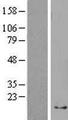 RPS29 / Ribosomal Protein S29 Protein - Western validation with an anti-DDK antibody * L: Control HEK293 lysate R: Over-expression lysate