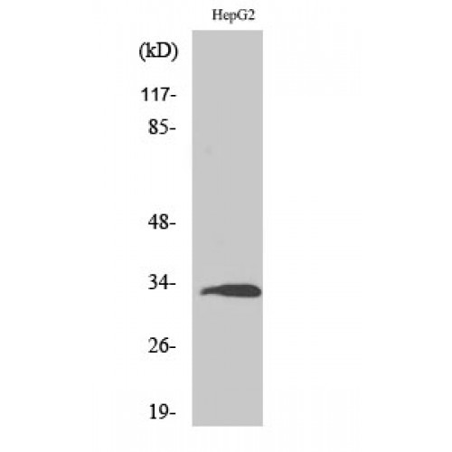 RPS3 / Ribosomal Protein S3 Antibody - Western blot of Ribosomal Protein S3 antibody