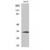 RPS3 / Ribosomal Protein S3 Antibody - Western blot of Ribosomal Protein S3 antibody