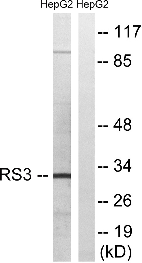 RPS3 / Ribosomal Protein S3 Antibody - Western blot analysis of lysates from HepG2 cells, using RPS3 Antibody. The lane on the right is blocked with the synthesized peptide.