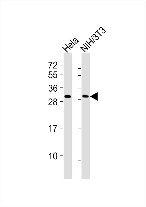 RPS3 / Ribosomal Protein S3 Antibody - All lanes : Anti-RPS3 Antibody at 1:1000 dilution Lane 1: HeLa whole cell lysates Lane 2: NIH/3T3 whole cell lysates Lysates/proteins at 20 ug per lane. Secondary Goat Anti-Rabbit IgG, (H+L),Peroxidase conjugated at 1/10000 dilution Predicted band size : 27 kDa Blocking/Dilution buffer: 5% NFDM/TBST.