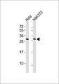 RPS3 / Ribosomal Protein S3 Antibody - All lanes : Anti-RPS3 Antibody at 1:1000 dilution Lane 1: HeLa whole cell lysates Lane 2: NIH/3T3 whole cell lysates Lysates/proteins at 20 ug per lane. Secondary Goat Anti-Rabbit IgG, (H+L),Peroxidase conjugated at 1/10000 dilution Predicted band size : 27 kDa Blocking/Dilution buffer: 5% NFDM/TBST.