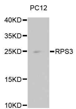 RPS3 / Ribosomal Protein S3 Antibody - Western blot analysis of extracts of PC-12 cells, using RPS3 antibody. The secondary antibody used was an HRP Goat Anti-Rabbit IgG (H+L) at 1:10000 dilution. Lysates were loaded 25ug per lane and 3% nonfat dry milk in TBST was used for blocking.