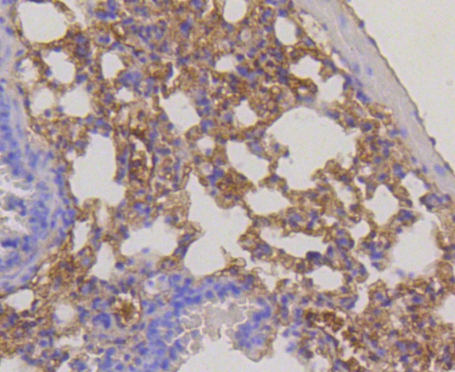 RPS3 / Ribosomal Protein S3 Antibody - Immunohistochemistry of paraffin-embedded mouse lung using RPS3 antibodyat dilution of 1:100 (40x lens).