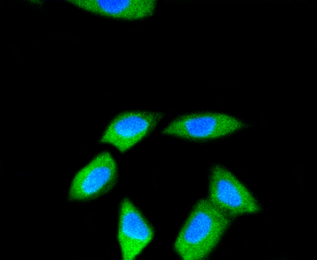 RPS3 / Ribosomal Protein S3 Antibody - Immunofluorescence analysis of SH-SY-5Y cells using RPS3 antibody.