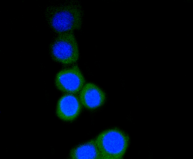 RPS3 / Ribosomal Protein S3 Antibody - Immunofluorescence analysis of N2A cells using RPS3 antibody.