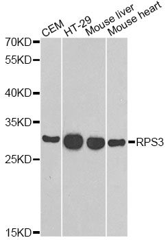 RPS3 / Ribosomal Protein S3 Antibody - Western blot analysis of extracts of various cell lines, using RPS3 antibody at 1:1000 dilution. The secondary antibody used was an HRP Goat Anti-Rabbit IgG (H+L) at 1:10000 dilution. Lysates were loaded 25ug per lane and 3% nonfat dry milk in TBST was used for blocking.