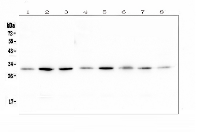RPS3 / Ribosomal Protein S3 Antibody - Western blot analysis of RPS3 using anti-RPS3 antibody. Electrophoresis was performed on a 5-20% SDS-PAGE gel at 70V (Stacking gel) / 90V (Resolving gel) for 2-3 hours. The sample well of each lane was loaded with 50ug of sample under reducing conditions. Lane 1: rat brain tissue lysates, Lane 2: rat liver tissue lysates, Lane 3: rat stomach tissue lysates, Lane 4: mouse brain tissue lysates, Lane 5: mouse liver tissue lysates, Lane 6: mouse stomach tissue lysates, Lane 7: mouse kidney tissue lysates, Lane 8: mouse Neuro-2a whole cell lysate. After Electrophoresis, proteins were transferred to a Nitrocellulose membrane at 150mA for 50-90 minutes. Blocked the membrane with 5% Non-fat Milk/ TBS for 1.5 hour at RT. The membrane was incubated with rabbit anti-RPS3 antigen affinity purified polyclonal antibody at 0.5 µg/mL overnight at 4°C, then washed with TBS-0.1% Tween 3 times with 5 minutes each and probed with a goat anti-rabbit IgG-HRP secondary antibody at a dilution of 1:10000 for 1.5 hour at RT. The signal is developed using an Enhanced Chemiluminescent detection (ECL) kit with Tanon 5200 system. A specific band was detected for RPS3 at approximately 31KD. The expected band size for RPS3 is at 27KD.