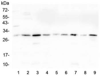 RPS3 / Ribosomal Protein S3 Antibody - Western blot testing of 1) rat liver, 2) rat lung, 3) rat pancreas, 4) rat stomach, 5) mouse lung, 6) mouse liver, 7) mouse pancreas, 8) mouse stomach and 9) mouse small intestine lysate with RPS3 antibody at 0.5ug/ml. Predicted molecular weight ~27 kDa.