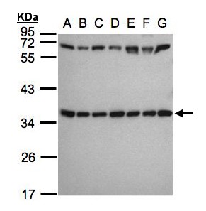 RPS3A / Ribosomal Protein S3A Antibody - Sample (30 ug whole cell lysate). A:293T, B: A431 , C: H1299, D: HeLa S3 , E: Hep G2 . F: MOLT4 . G: Raji . 12% SDS PAGE. RPS3A antibody diluted at 1:1000
