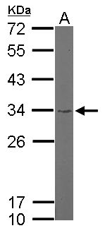 RPS3A / Ribosomal Protein S3A Antibody - Sample (50 ug of whole cell lysate). A: Mouse brain. 12% SDS PAGE. RPS3A antibody diluted at 1:1000.