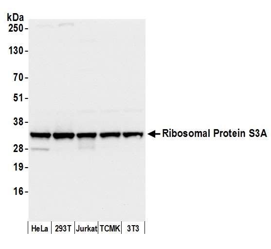 RPS3A / Ribosomal Protein S3A Antibody - Detection of human and mouse Ribosomal Protein S3A by western blot. Samples: Whole cell lysate (50 µg) from HeLa, HEK293T, Jurkat, mouse TCMK-1, and mouse NIH 3T3 cells prepared using NETN lysis buffer. Antibody: Affinity purified rabbit anti-Ribosomal Protein S3A antibody used for WB at 0.1 µg/ml. Detection: Chemiluminescence with an exposure time of 3 seconds.