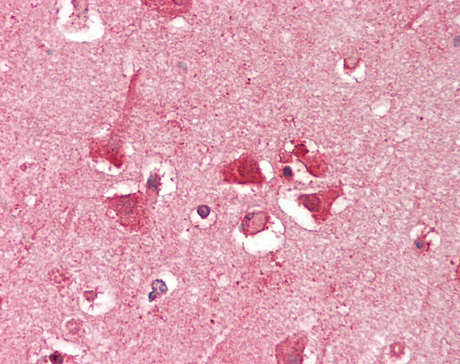 RPS3A / Ribosomal Protein S3A Antibody - Human Brain, Cortex: Formalin-Fixed, Paraffin-Embedded (FFPE).  This image was taken for the unconjugated form of this product. Other forms have not been tested.