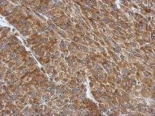 RPS3A / Ribosomal Protein S3A Antibody - IHC of paraffin-embedded U87 xenograft, using RPS3A antibody antibody at 1:500 dilution.