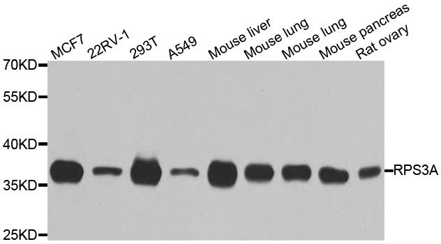 RPS3A / Ribosomal Protein S3A Antibody - Western blot analysis of extracts of various cell lines.