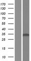 RPS4X Protein - Western validation with an anti-DDK antibody * L: Control HEK293 lysate R: Over-expression lysate