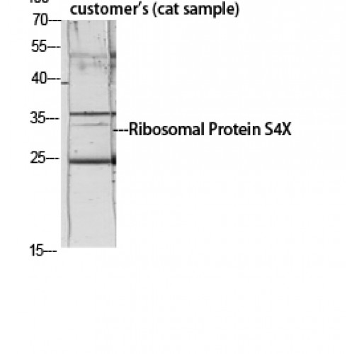 RPS4X + RPS4Y1 + RPS Antibody - Western blot of Ribosomal Protein S4X antibody
