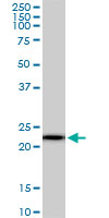 RPS5 / Ribosomal Protein S5 Antibody - RPS5 monoclonal antibody (M01), clone 3G3. Western blot of RPS5 expression in NIH/3T3.