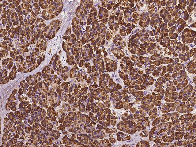 RPS5 / Ribosomal Protein S5 Antibody - Immunochemical staining of human RPS5 in human pancreas with rabbit polyclonal antibody at 1:200 dilution, formalin-fixed paraffin embedded sections.
