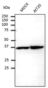 RPS6 / Ribosomal Protein S6 Antibody - Western blot. Anti-RPS6 antibody at 1:500 dilution. Lysates at 100 ug per lane. Rabbit polyclonal to goat IgG (HRP) at 1:10000 dilution.