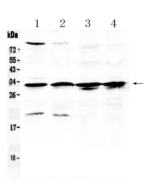 RPS6 / Ribosomal Protein S6 Antibody - Western blot - Anti-RPS6/Ribosomal Protein S6 Picoband Antibody