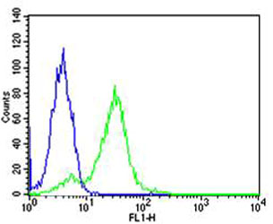RPS6 / Ribosomal Protein S6 Antibody - Flow cytometric of HeLa cells with RPS6 Antibody (green) compared to an isotype control of mouse IgG1 (blue). Antibody was diluted at 1:25 dilution. An Alexa Fluor 488 goat anti-mouse lgG at 1:400 dilution was used as the secondary antibody.