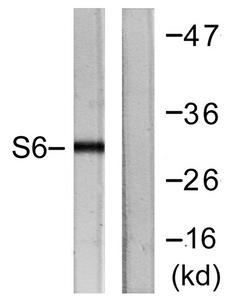 RPS6 / Ribosomal Protein S6 Antibody - Western blot analysis of extracts from HeLa cells, treated with TNF-a (20ng/ml, 2mins), using S6 Ribosomal Protein (Ab-240) antibody.