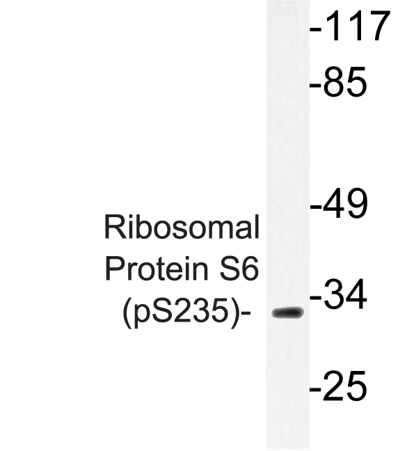 RPS6 / Ribosomal Protein S6 Antibody - Western blot of p-Ribosomal Protein S6 (S235) pAb in extracts from K562 TNF cells.