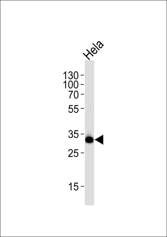 RPS6 / Ribosomal Protein S6 Antibody - Western blot of lysate from HeLa cell line, using RPS6 Antibody(Ser240/244). Antibody was diluted at 1:1000 at each lane. A goat anti-rabbit IgG H&L (HRP) at 1:5000 dilution was used as the secondary antibody. Lysate at 35ug per lane.