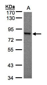 RPS6KA1 / RSK1 Antibody - Sample (30 ug whole cell lysate). A: Hep G2 . 7.5% SDS PAGE. RPS6KA1 / RSK1 antibody diluted at 1:1000