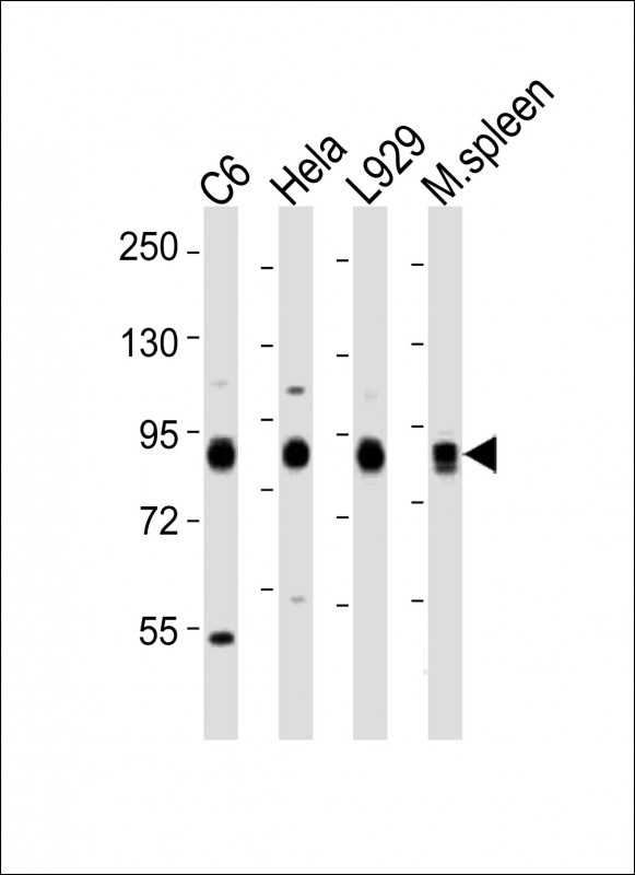 RPS6KA1 / RSK1 Antibody - All lanes : Anti-Rps6ka1 Antibody at 1:2000 dilution Lane 1: C6 whole cell lysates Lane 2: HeLa whole cell lysates Lane 3: L929 whole cell lysates Lane 4: mouse spleen lysates Lysates/proteins at 20 ug per lane. Secondary Goat Anti-Rabbit IgG, (H+L), Peroxidase conjugated at 1/10000 dilution Predicted band size : 82 kDa Blocking/Dilution buffer: 5% NFDM/TBST.