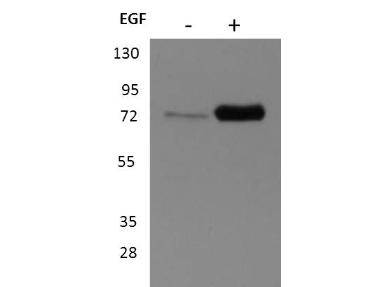 RPS6KA1 / RSK1 Antibody - Western blot of Rabbit anti-p90 RSK1 antibody. Lane 1: unstimulated HEK293T cell lysates. Lane 2: EGF stimulated HEK293T cell lysates. Load: 35 ug per lane. Primary antibody: p90 RSK1 antibody at 1:1000 for overnight at 4C. Secondary antibody: peroxidase conjugated secondary antibody and ECL. Block: 5% BLOTTO overnight at 4C. Predicted/Observed size: 90 kDa, ~90 kDa for p90 RSK1. Other band(s): none.