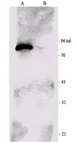 RPS6KA1 / RSK1 Antibody - Western blot analysis of P90 RSK1 immuno-precipitated from the mouse brain extract (right) and using RSK1-HRP as a probe. Immuno-precipitated negative control (left).