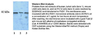 RPS6KA1 / RSK1 Antibody - WB using RSK1 Antibody (257R21)