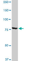 RPS6KA1 / RSK1 Antibody - RPS6KA1 monoclonal antibody (M02), clone 4E11. Western blot of RPS6KA1 expression in K-562.