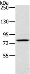 RPS6KA1 / RSK1 Antibody - Western blot analysis of K562 cell, using RPS6KA1 Polyclonal Antibody at dilution of 1:400.