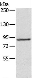 RPS6KA1 / RSK1 Antibody - Western blot analysis of 231 cell, using RPS6KA1 Polyclonal Antibody at dilution of 1:800.