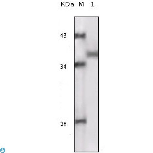 RPS6KA1 / RSK1 Antibody - Western Blot (WB) analysis using Rsk-1 Monoclonal Antibody against truncated Rsk-1 recombinant protein.