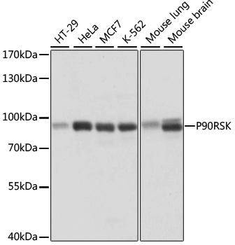 RPS6KA1 / RSK1 Antibody - Western blot analysis of extracts of various cell lines using P90RSK Polyclonal Antibody at dilution of 1:1000.