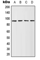 RPS6KA1 / RSK1 Antibody - Western blot analysis of RSK1 (pS380) expression in HeLa PMA-treated (A); A431 EGF-treated (B); NIH3T3 PMA-treated (C); PC12 PMA-treated (D) whole cell lysates.