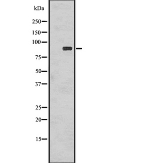 RPS6KA1 / RSK1 Antibody - Western blot analysis of Phospho-RSK1 p90 (T359+S363) using COLO205 whole cells lysates
