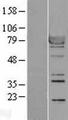 RPS6KA1 / RSK1 Protein - Western validation with an anti-DDK antibody * L: Control HEK293 lysate R: Over-expression lysate