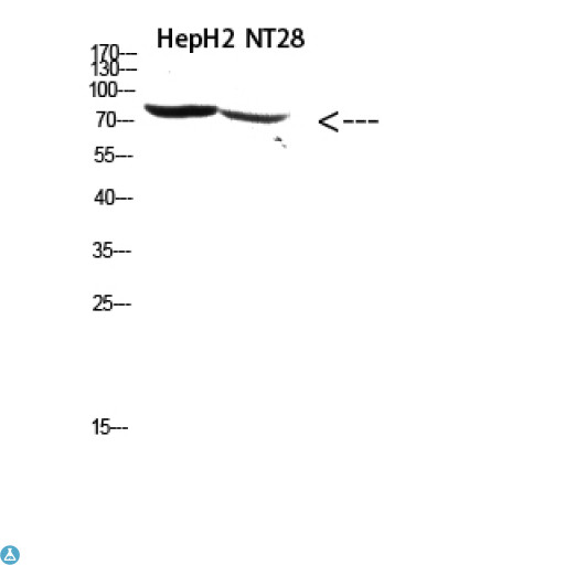 RPS6KA2 / RSK3 Antibody - Western Blot (WB) analysis of HepG2, NT28 cells using Antibody diluted at 1:500.