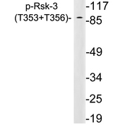 RPS6KA2 / RSK3 Antibody - Western blot analysis of lysates from HeLa cells, using p-Rsk-3 (Phospho-Thr353+T356) antibody.