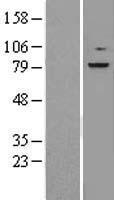 RPS6KA2 / RSK3 Protein - Western validation with an anti-DDK antibody * L: Control HEK293 lysate R: Over-expression lysate