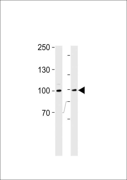RPS6KA3 / RSK2 Antibody - RSK3 Antibody western blot of Ramos cell line and mouse thymus tissue lysates (35 ug/lane). The RSK3 antibody detected the RSK3 protein (arrow).
